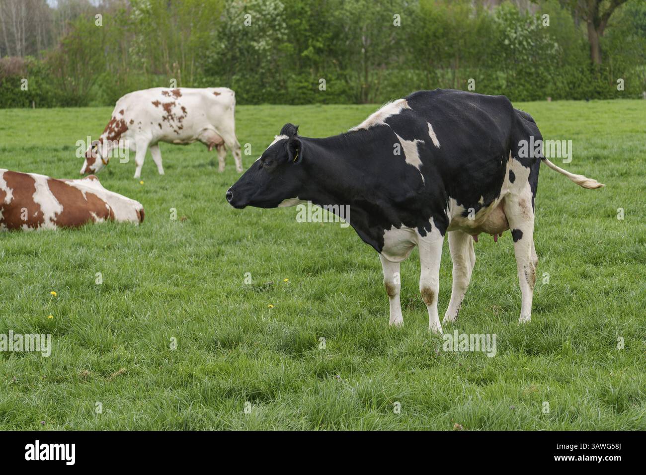 Rinderherde auf einer grünen Wiese mit hügeliger Landschaft im Hintergrund, borken, münsterland, deutschland Stockfoto