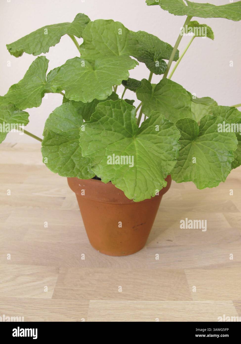 Japanischer Meerrettich, Wasabi, Wasabia japonica, in einem Blumentopf Stockfoto