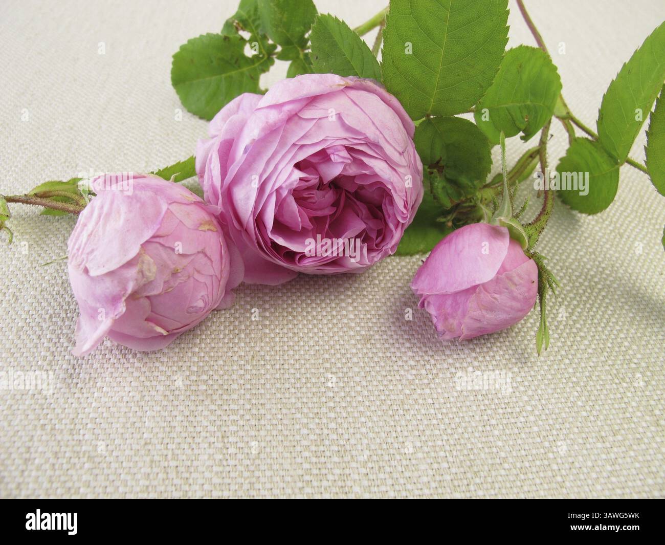 Damastrosen Stockfoto