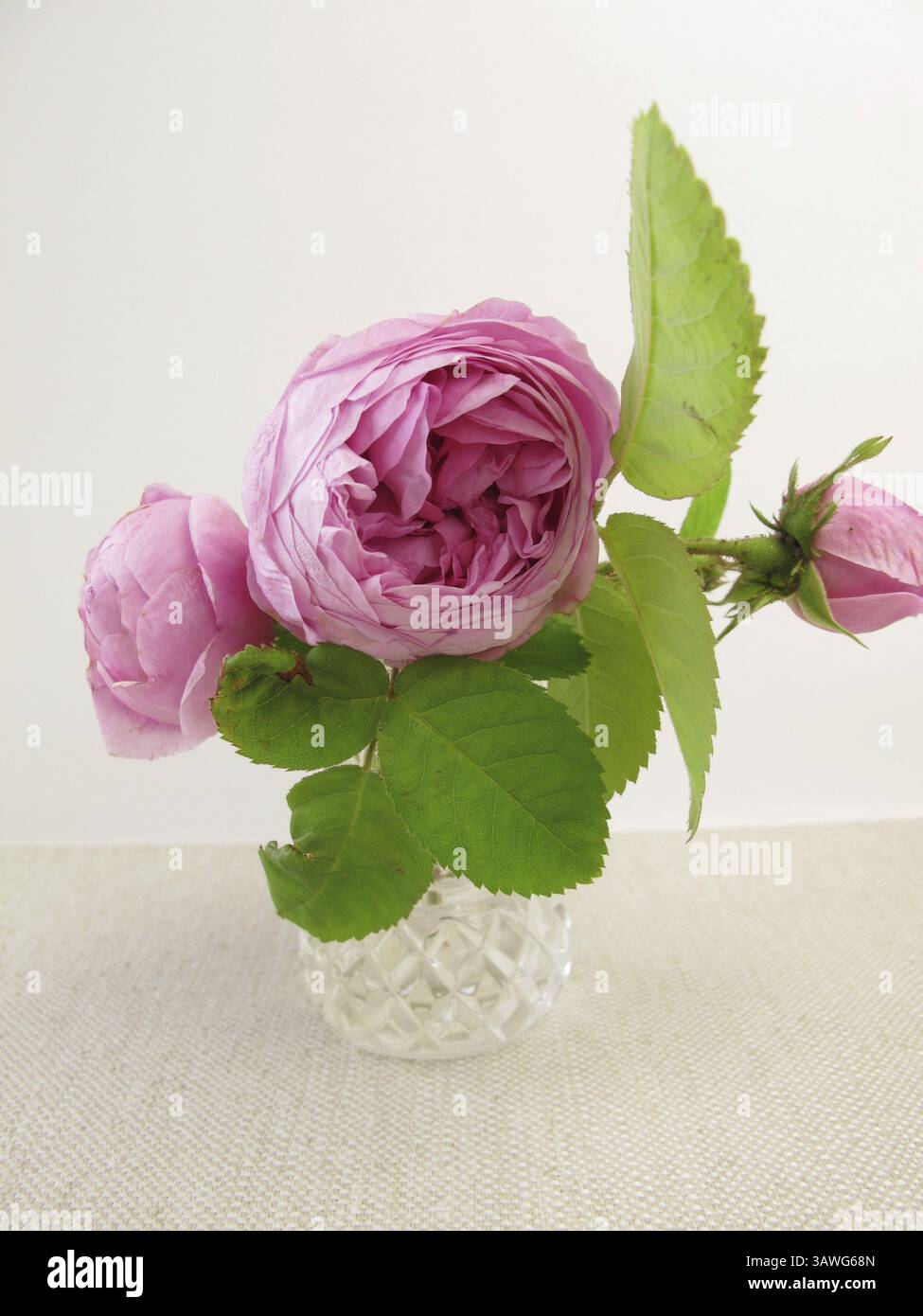 Damastrosen in einer Vase Stockfoto