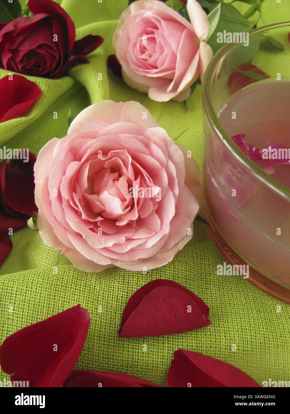 Rosenblau-Gele Stockfoto