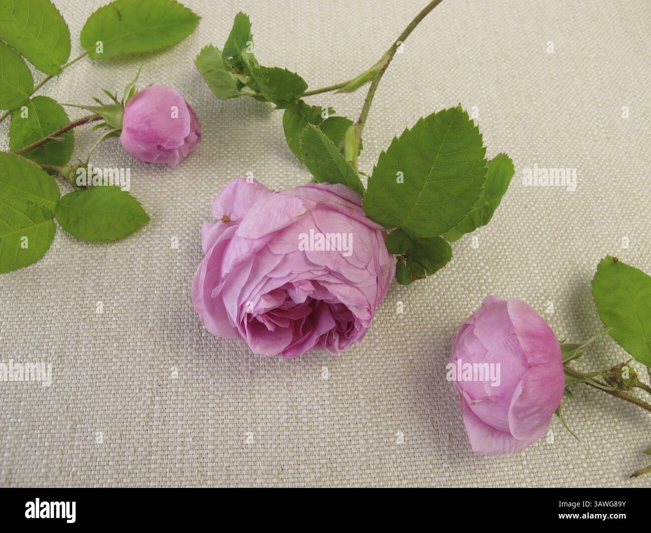 Damastrosen Stockfoto