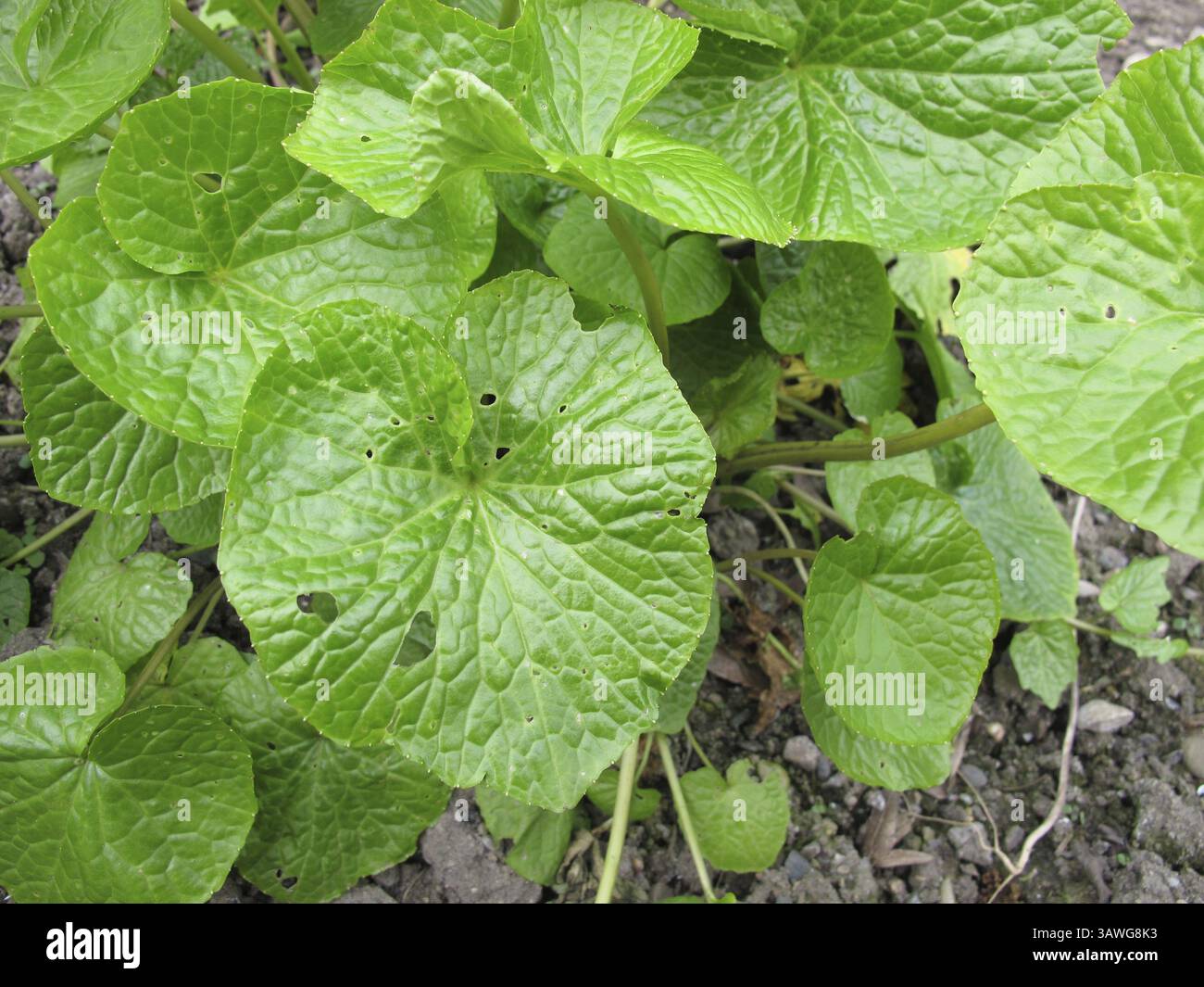 Japanischer Meerrettich, Wasabi, Wasabia japonica Stockfoto