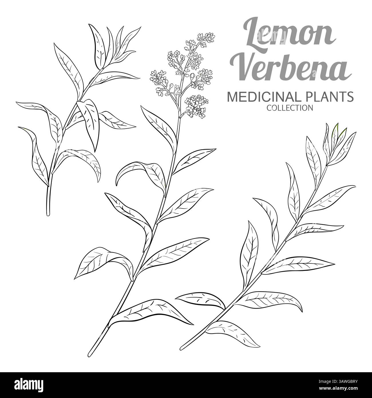 Illustration Der Umrisslinie Der Zitronenverbene. Stock Vektor