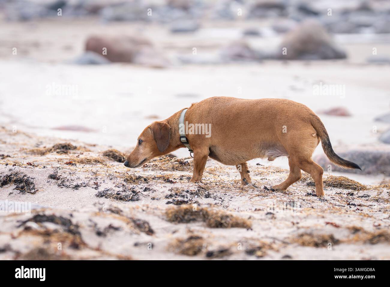 Glatthaariger Dackel am Ufer des Meeres. Bräunlich-roter Dackel auf Naturhintergrund. Dackelhund, auch bekannt als der wiener Hund. Stockfoto