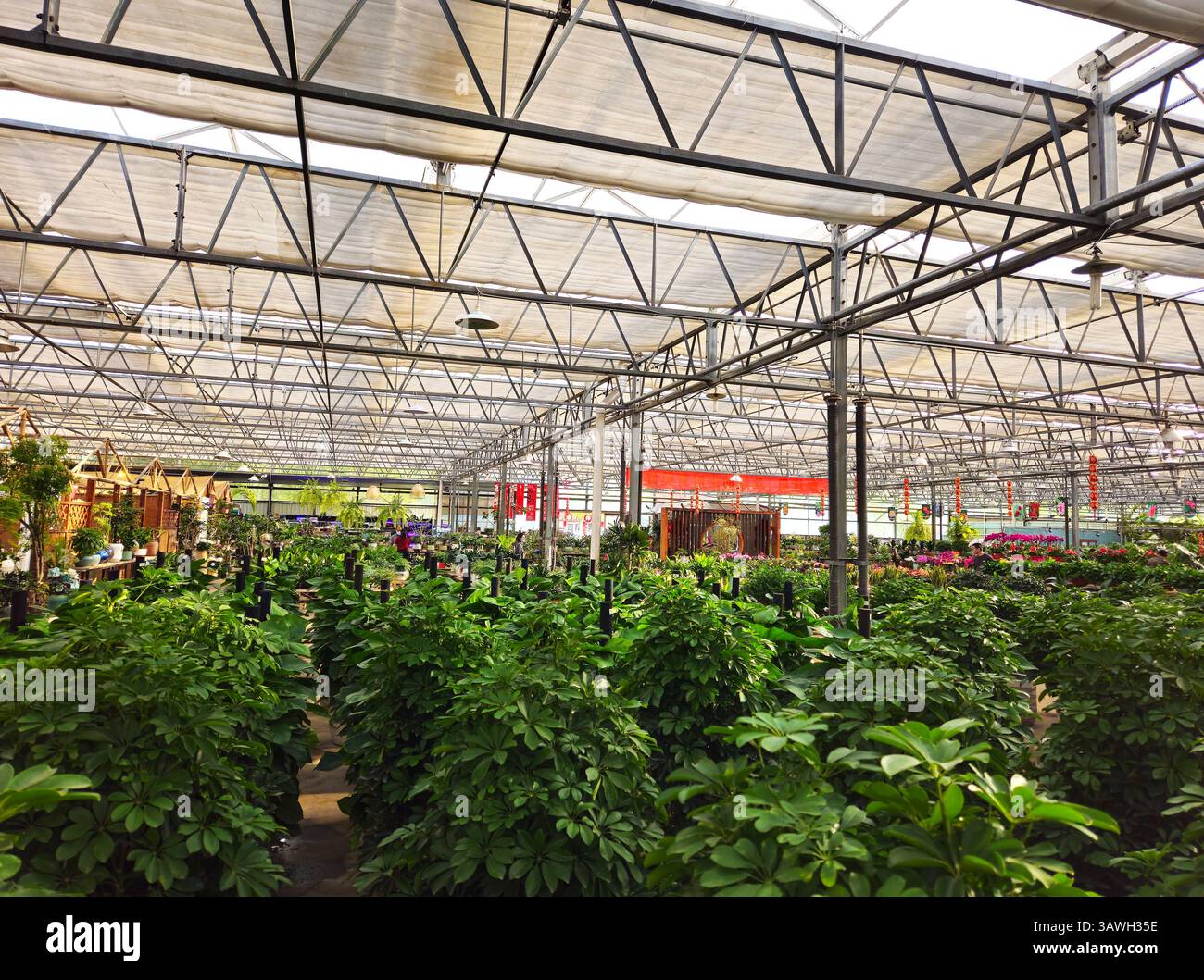 Schefflera Heptaphylla Gewächshaus Gärtnerei Interior Stockfoto