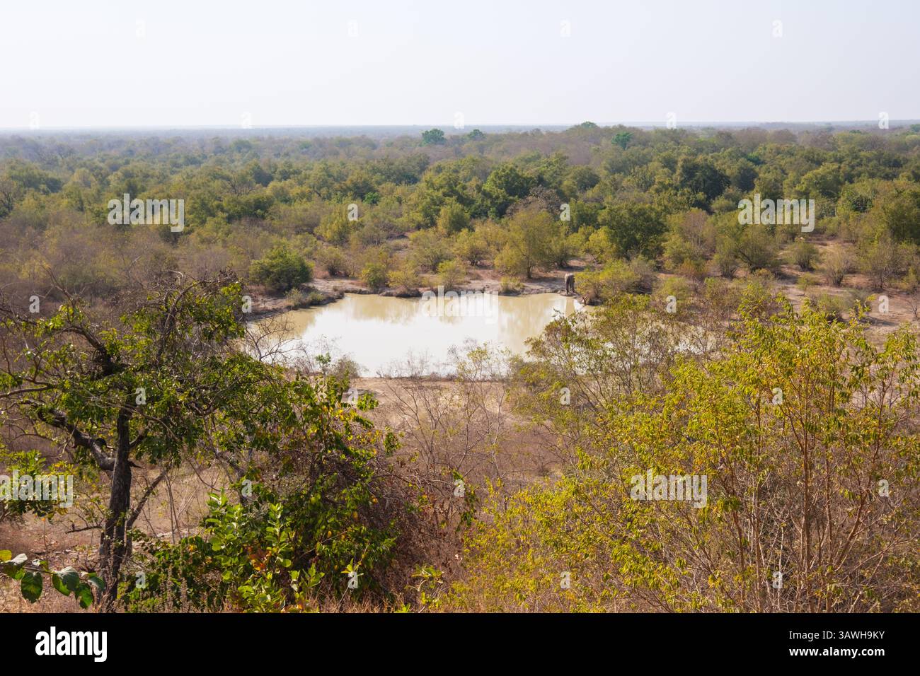 Ghana, Mole National Park. Zaina Lodge. Elefant am Bewässerungsloch von der Terrasse aus gesehen. Stockfoto