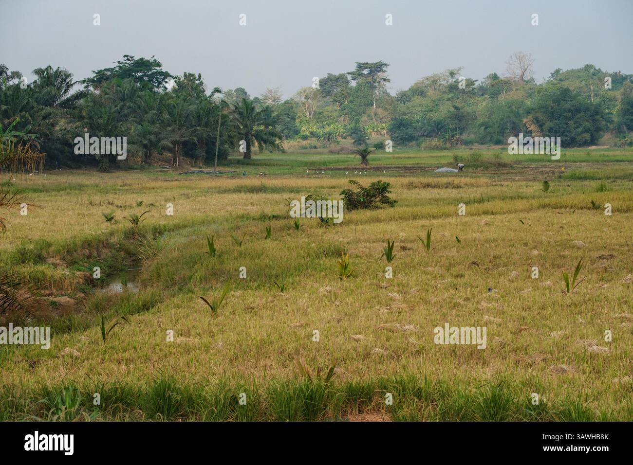 Ghana, südlich von Bole, entlang des Highway N12. Ein Bauer bewässert sein Feld, während Reiher zusehen. Stockfoto