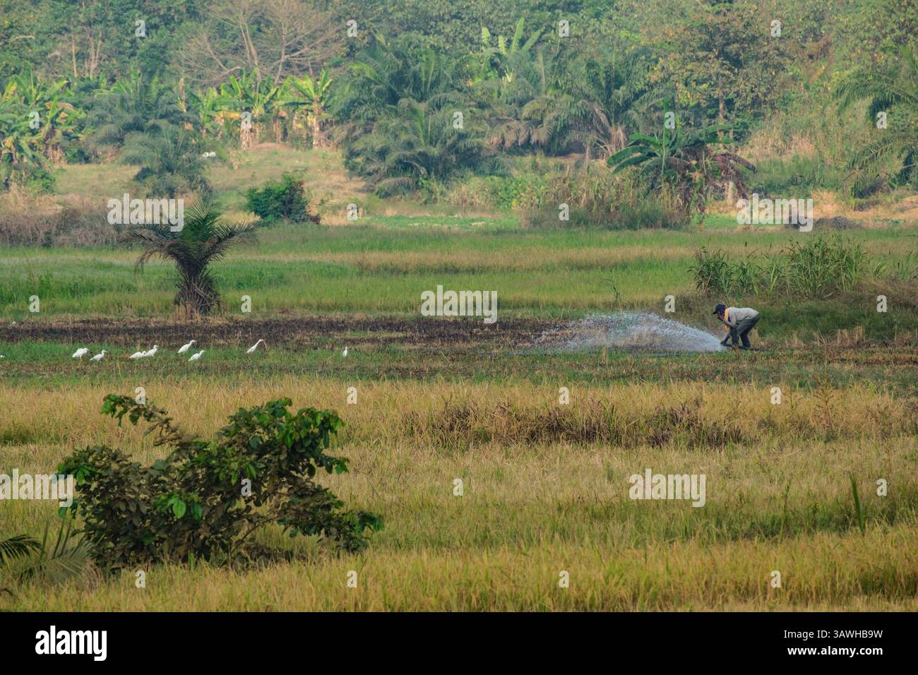 Ghana, südlich von Bole, entlang des Highway N12. Ein Bauer bewässert sein Feld, während Reiher zusehen. Stockfoto
