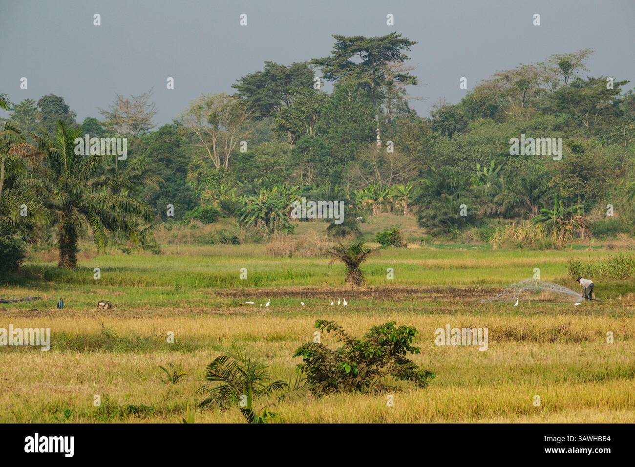 Ghana, südlich von Bole, entlang des Highway N12. Ein Bauer bewässert sein Feld, während Reiher zusehen. Stockfoto