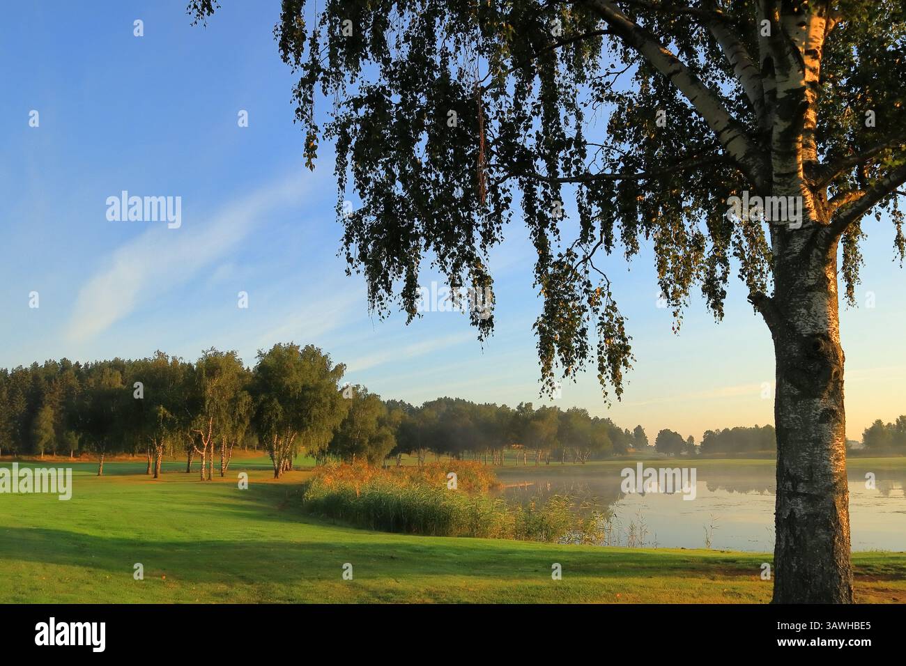 Eine tolle Birke neben einem kleinen See oder Teich. Schwedisches Sommerwetter draußen an einem schönen Tag. Vallentuna, Schweden. Stockfoto
