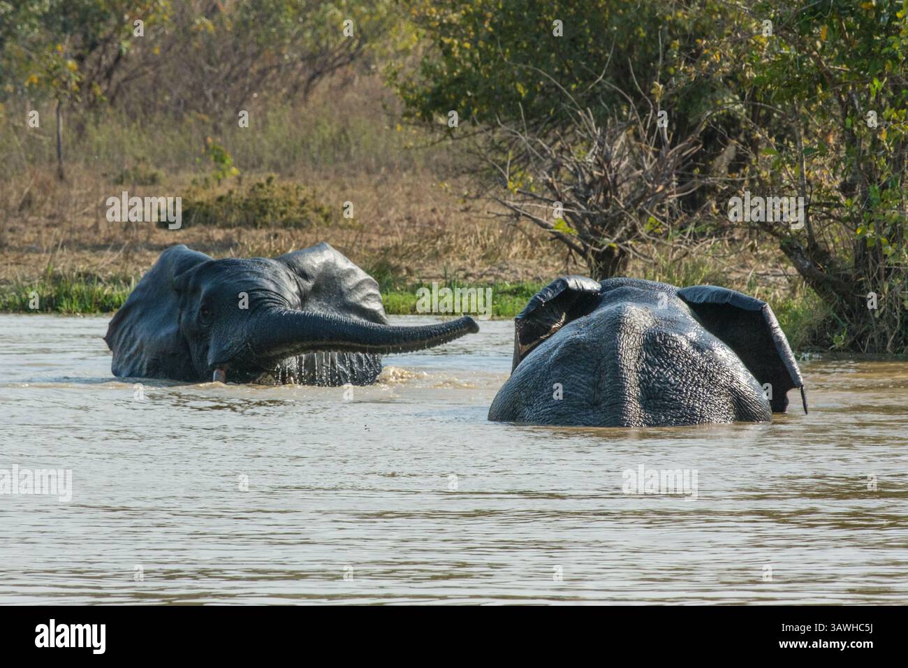 Ghana, Mole National Park. Elefanten baden am Water Hole. Stockfoto