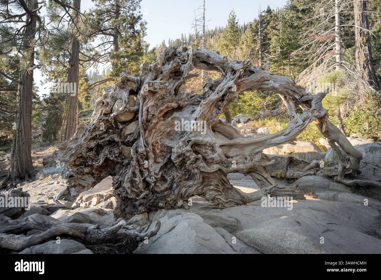 Die komplizierten Wurzeln eines riesigen umgestürzten Baumes am Lake Tahoe, Kalifornien Stockfoto