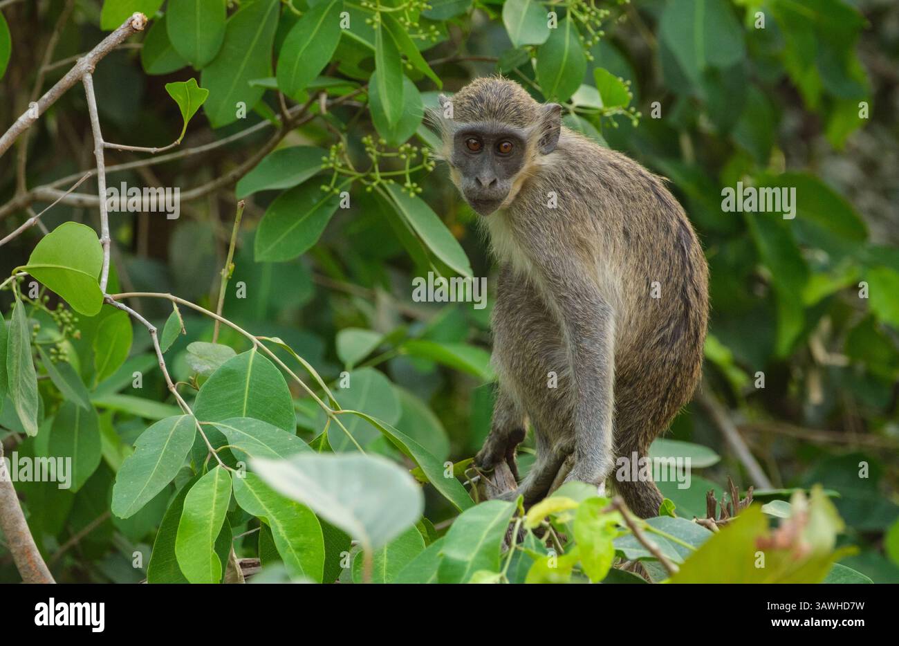 Ghana, Mole National Park. Grüner Affe, Chlorocebus sabaeus. Stockfoto