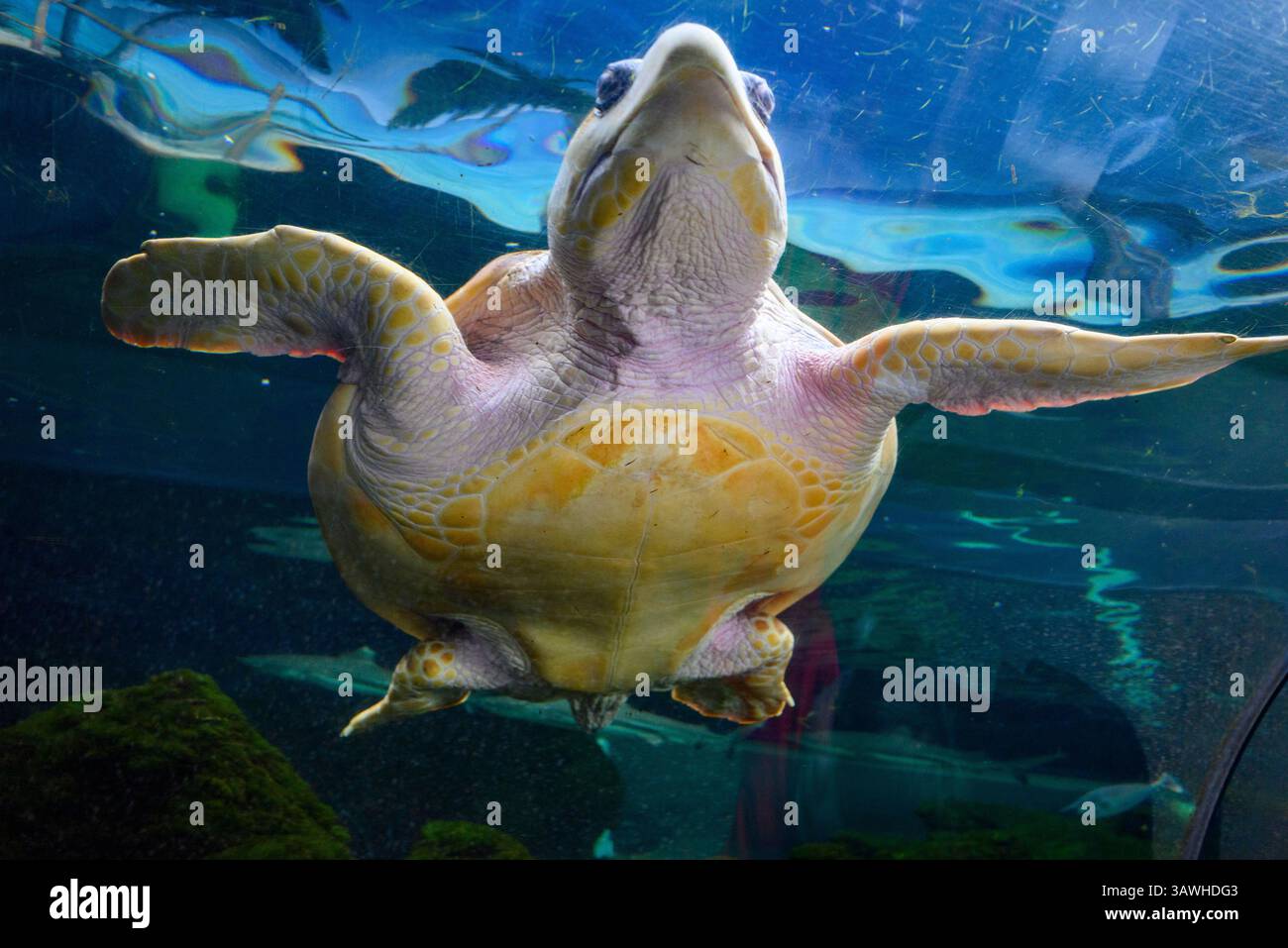 Riesige Schildkröte über dem Aussichtstunnel, Bournemouth Oceanarium Stockfoto