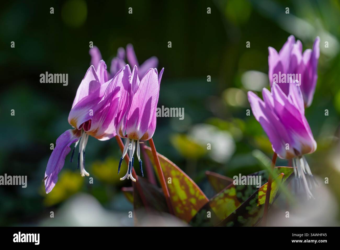 Fawn Lily, Erythronium sulevii, Liliaceae. Hahnentrittviolette Blume blüht im frühen Frühling. Erythronium dens-canis (Kitzlilie, Forellenlilie). Stockfoto