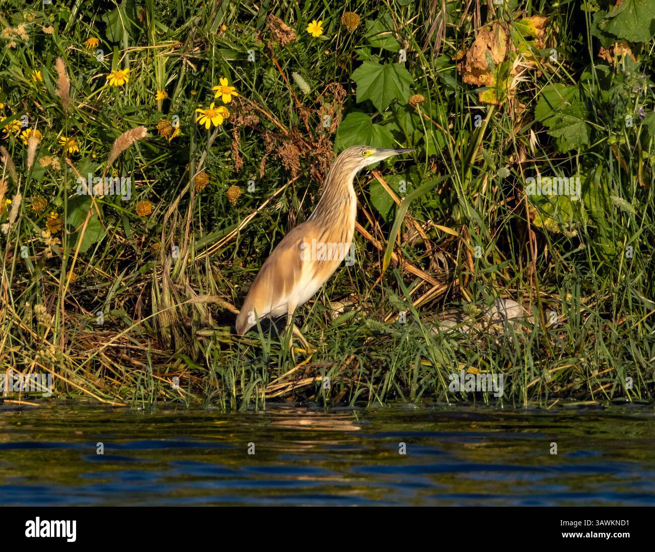 Räucherreiher (Ardeola ralloides), Agia Vavara, Zypern. Stockfoto