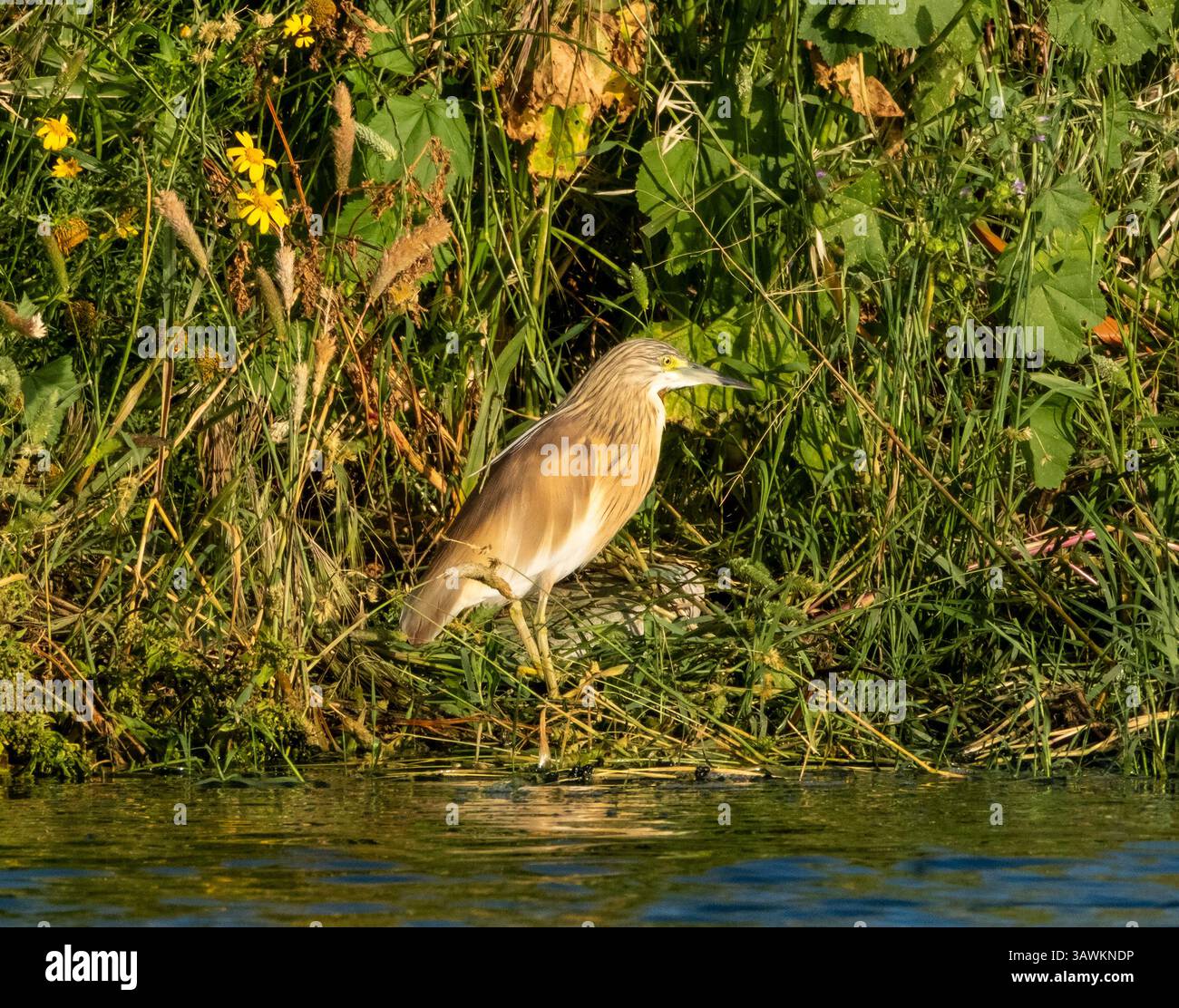 Räucherreiher (Ardeola ralloides), Agia Vavara, Zypern. Stockfoto