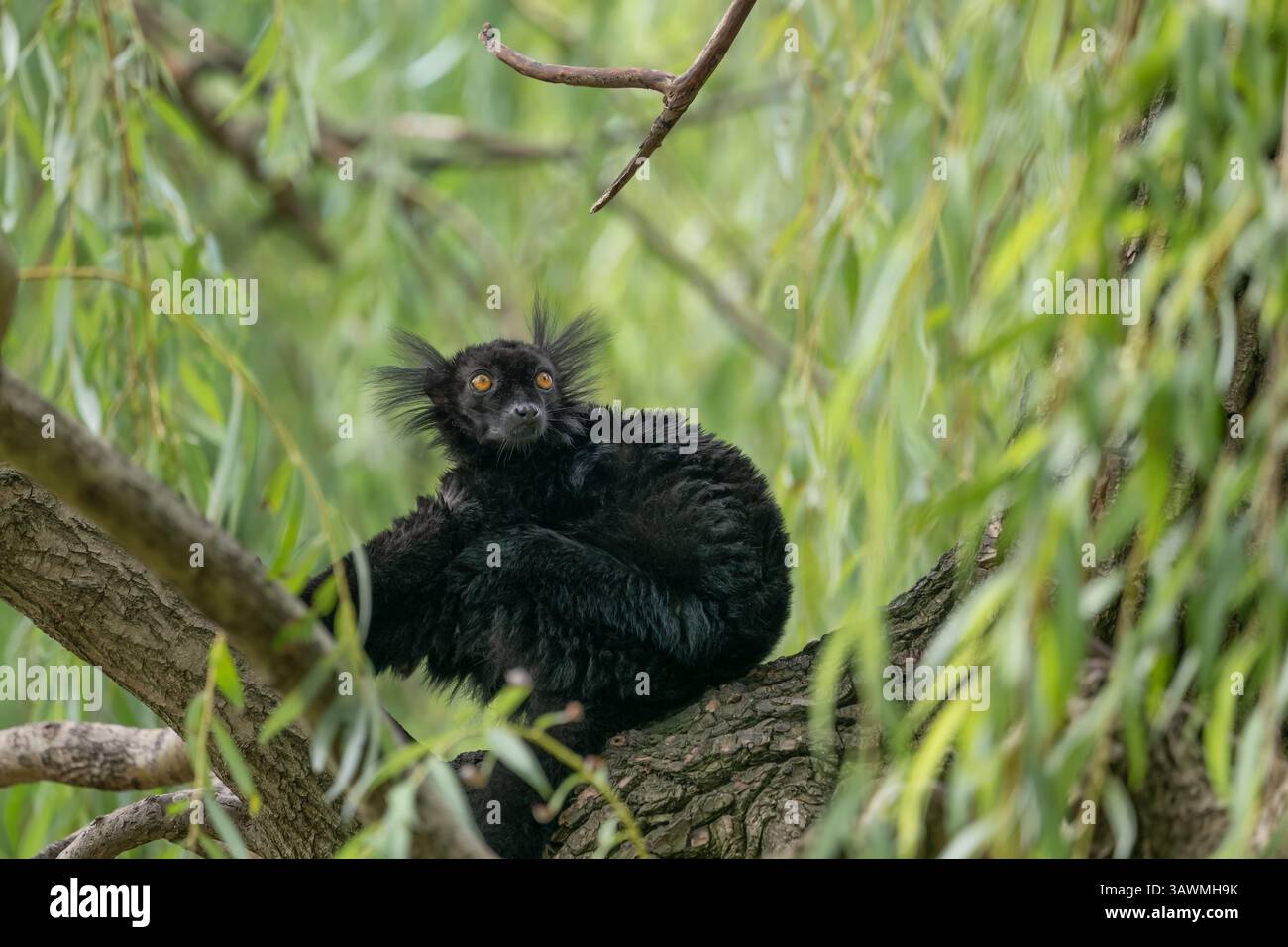 Der Schwarze Lemur (Eulemur macaco), ein Tier aus der Familie der Lemuriden, endemisch in Madagaskar. Stockfoto