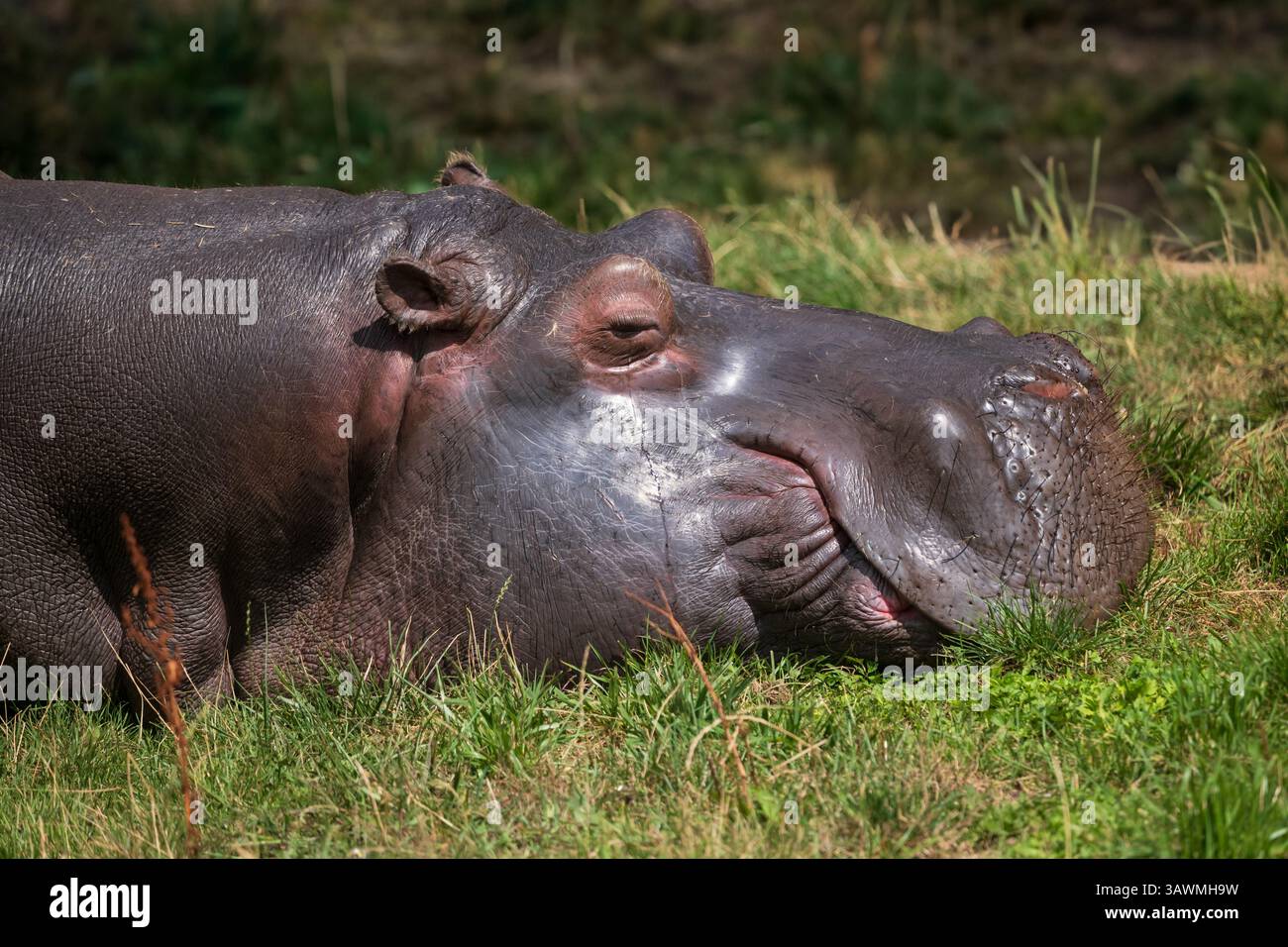 Nil-Hippopotamus (Hippopotamus amphibius) Hippo-Porträt mit Kopf auf dem Gras, Tier in der Familie Hippopotamidae, semiaquatisches Säugetier aus Su Stockfoto
