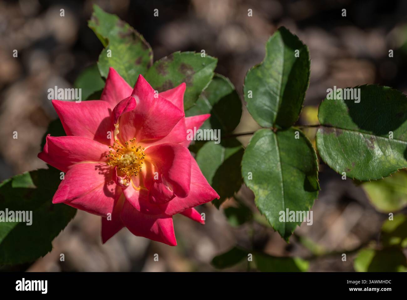 Rosenblume von Rosa L. Masquerade, blühende Pflanze in der Familie der Rosaceae. Stockfoto