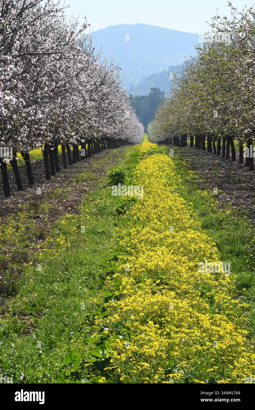 Mandelbaumgarten in Frühlingsblüte Stockfoto