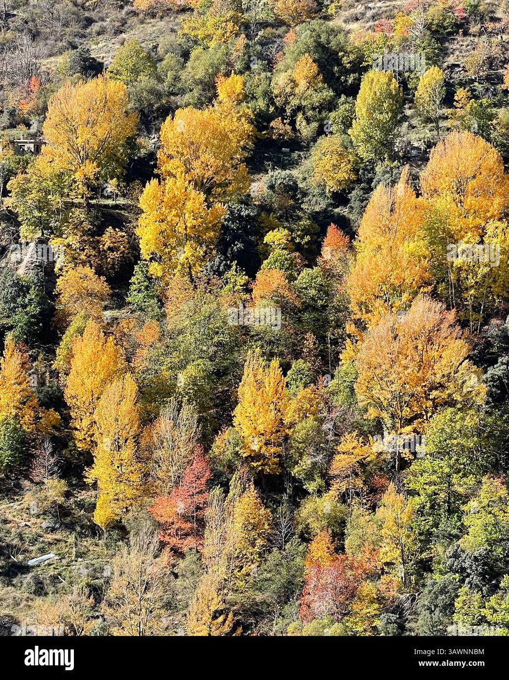 Bäume mit bunten Blättern in der Nähe von Trevélez, Granada in Südspanien im Herbst. Stockfoto