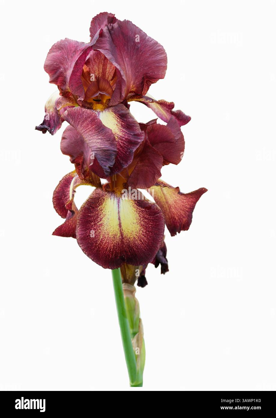 Iris provenzalische, große bärtige, burgunderrote Blüten mit gelben Mittelfällen Stockfoto