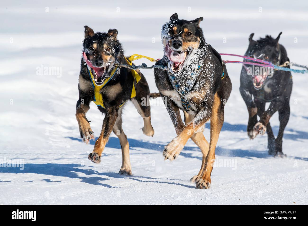 Schlittenhunde; Nordamerikanische Hundeschlittenmeisterschaften; 2025; Fairbanks Alaska Stockfoto