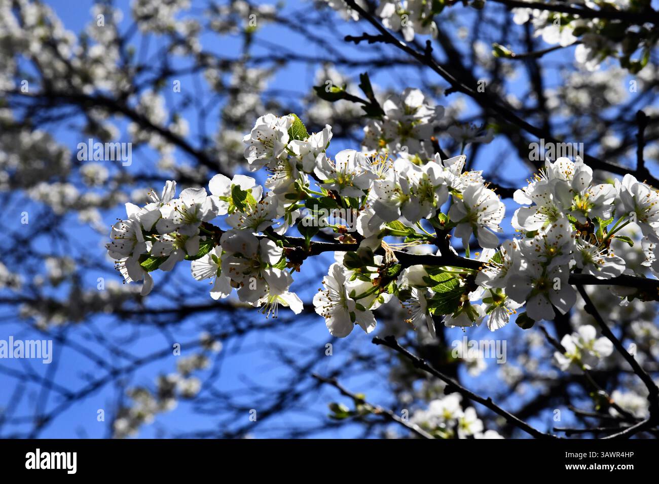 Zweige blühender Kirschmakros mit sanftem Fokus auf hellblauem Himmel im Sonnenlicht mit Kopierraum. Schöne Blumenbild des Frühlings Stockfoto