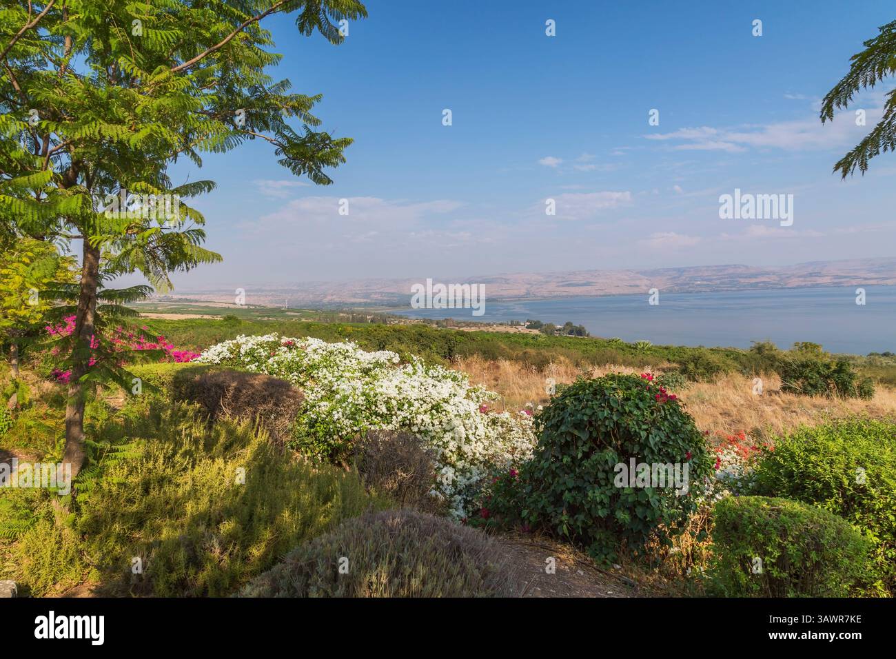 Delonix regia - Königlicher Poinciana-Baum, lila, weiße und rote Bougainvillea-Blumen im Garten mit Blick auf das Meer von Galiläa und die Golanhöhen, Israel. Stockfoto