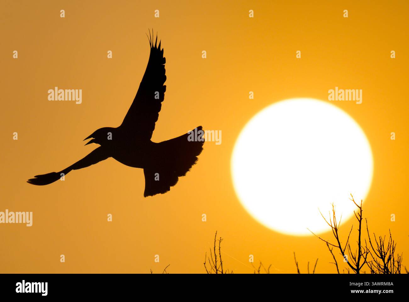 Rotflügelbarren (Agelaius phoeniceus) fliegen gegen aufgehende Sonne bei Sonnenaufgang, Galveston, Texas, USA. Stockfoto