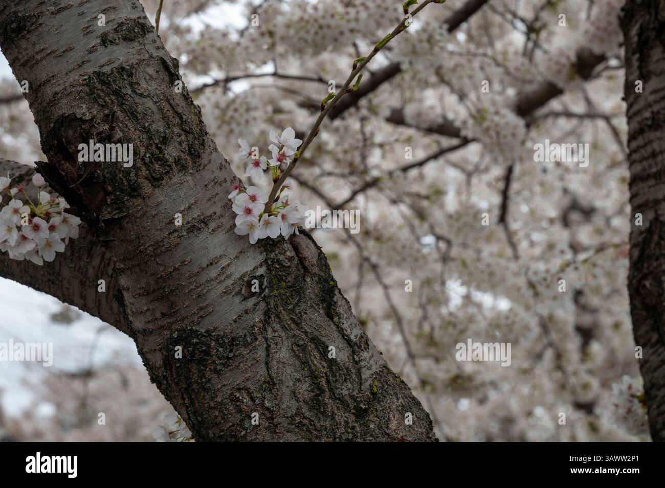 New York, New York, USA. April 2025. Crabtree blüht im Frühling am 13. April 2025 im Stadtteil Astoria im Stadtteil Queens in New York City. (Credit Image: © Ron Adar/SOPA Images via ZUMA Press Wire) NUR REDAKTIONELLE VERWENDUNG! Nicht für kommerzielle ZWECKE! Stockfoto