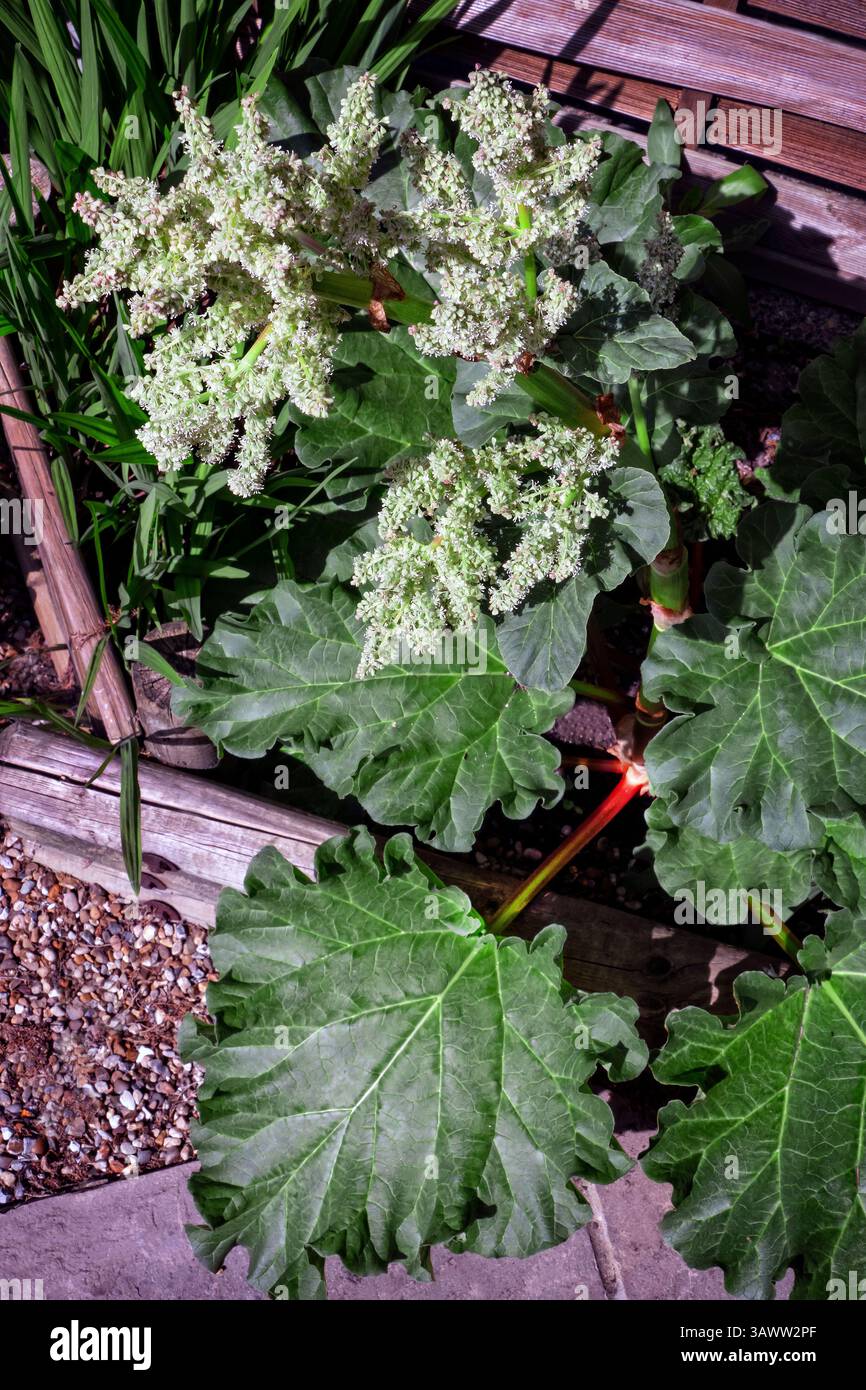 Rhabarber in Blüte Stockfoto