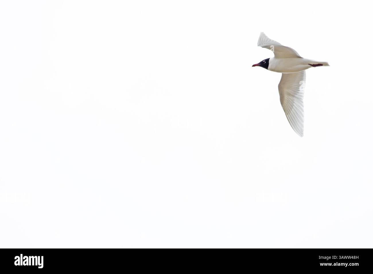 Mediterrane Möwe (Larus melancephalus) Erwachsenes Sommergefieder Kent April 2025 Stockfoto
