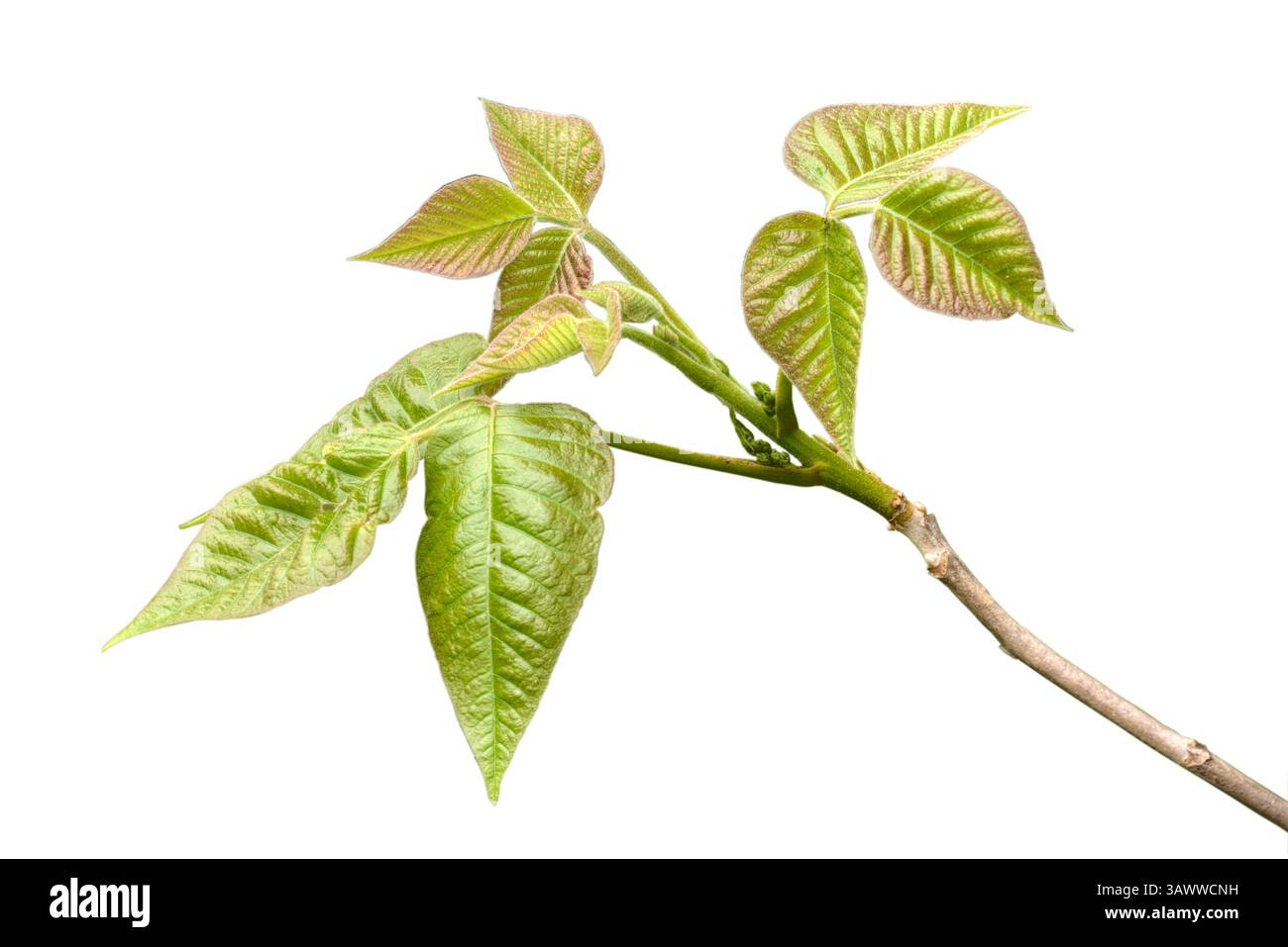 Poison Ivy (Toxicodendron Radicans) isoliert auf weißem Hintergrund. Poison Ivy ist eine häufige toxische Pflanze, die Hautausschlag verursacht, kann durch drei identifiziert werden Stockfoto