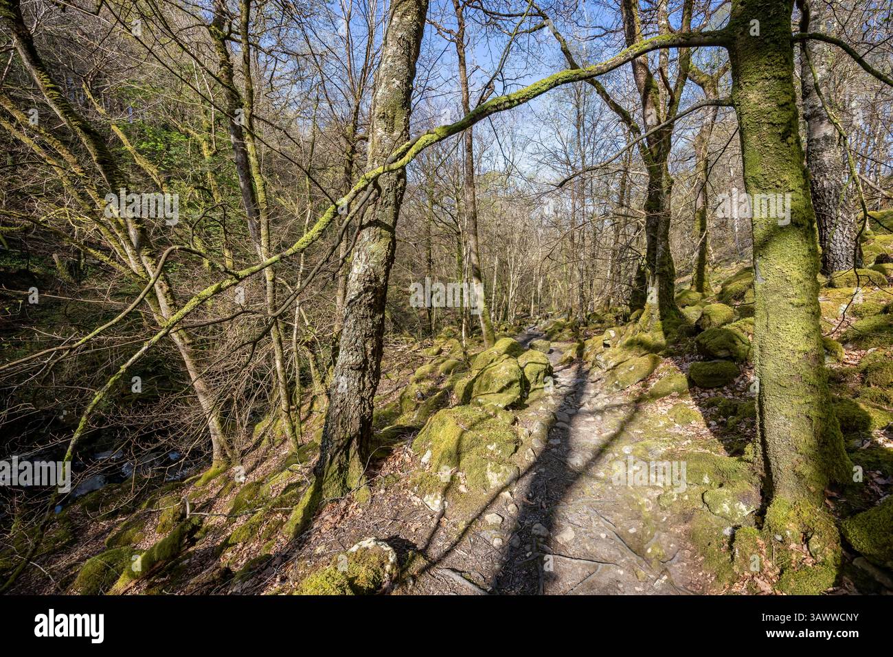Felsiger Fußweg entlang des Flusses Clywedog unter einem Walddach, Teil des Torrent Walks in der Nähe von Dolgellau, Wales, Großbritannien Stockfoto