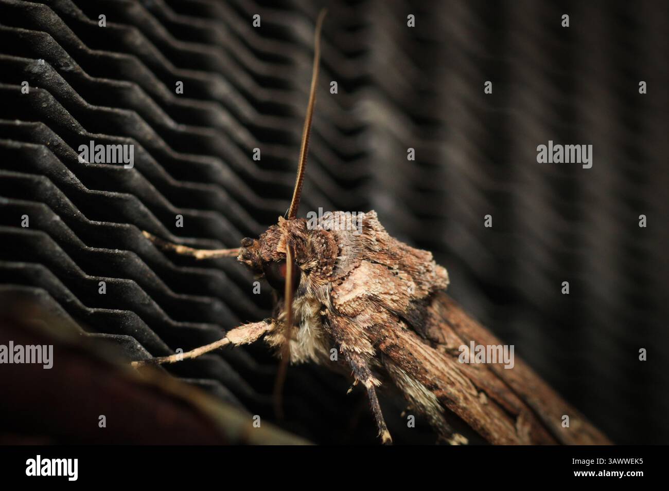Makrobild der Motte Agrotis subterranea Stockfoto