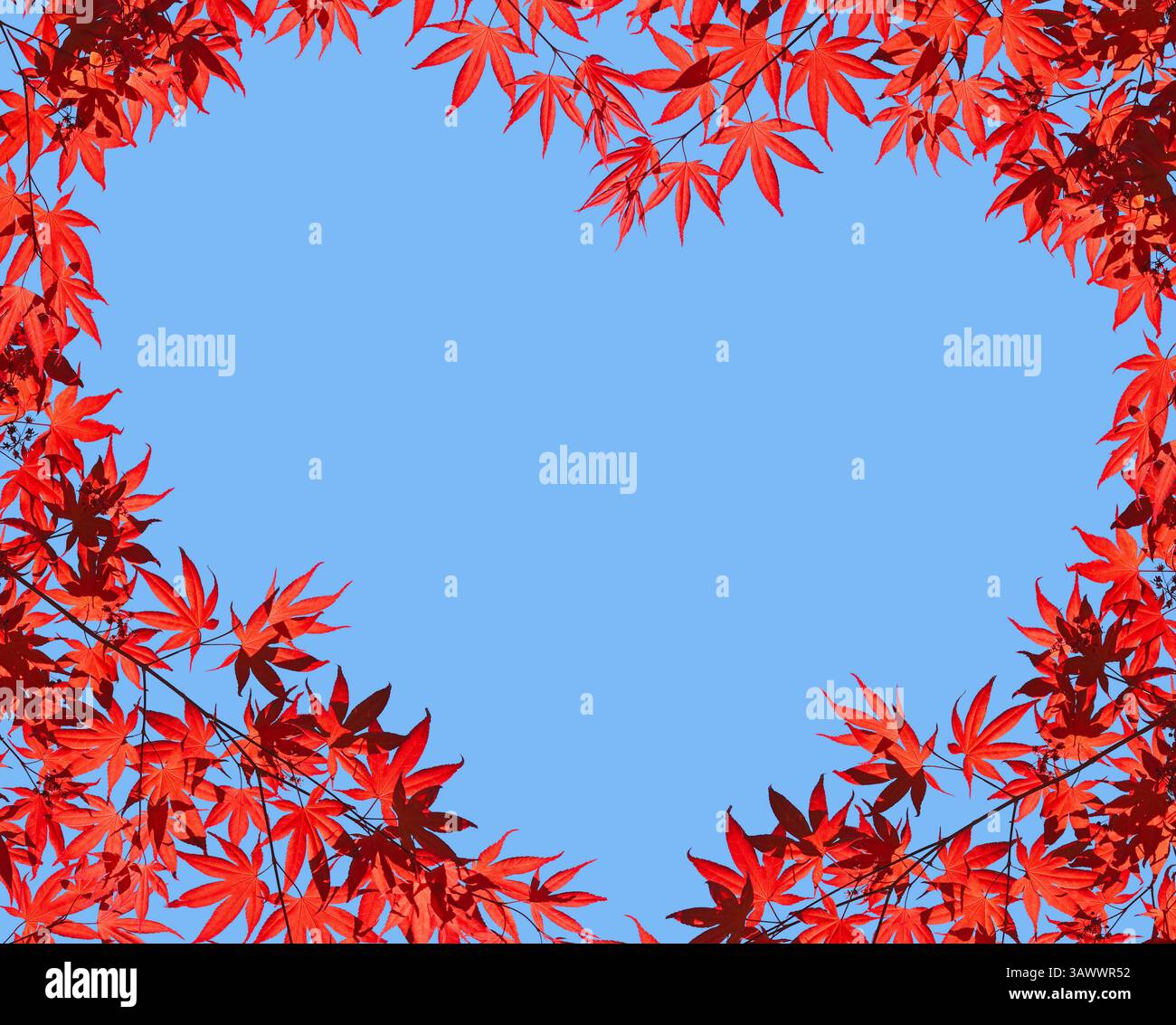 Hellrot gebläutete Äste aus japanischem Ahorn vor blauem Himmel. Herzförmiger Rahmen, Platz für Text. Stockfoto