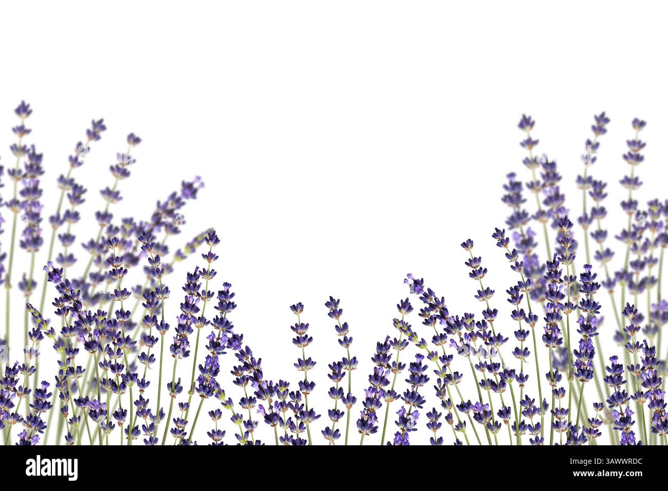 Lavendelblüten als Rahmen (Rand), isoliert auf weißem Hintergrund. Designelement für Collage oder Design, Hochzeitskarten und Einladungen. Stockfoto