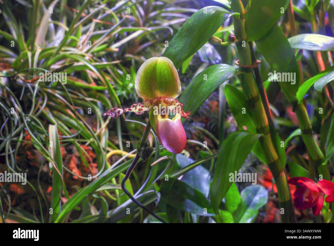 Paphiopedilum liemianum rosa Orchideenanbau im botanischen Garten. Tropische Venus Slipper, Gattung von Damenpantoffeln Orchideen wachsen im Regenwald. Tropische Pap Stockfoto