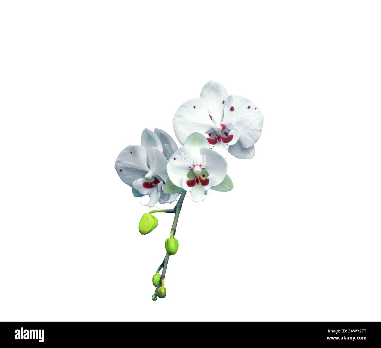Weiße Orchideen in roten Flecken, grüne Knospen isoliert auf weißem Hintergrund. Gefleckte Phalaenopsis Allura Charlie Chaplin wachsende Blumen ausgeschnitten. Kultivierung Stockfoto