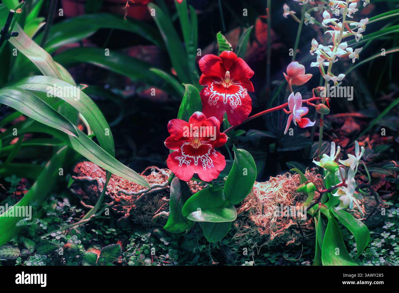 Die Rotorchidee Miltoniopsis wächst im botanischen Garten. Purple Miltonia (Mps.) Blumen wachsen im Wald. Tropische Gemeine Stiefmütterchen Orchidee, weiße Phalaenopsis lobbii Stockfoto