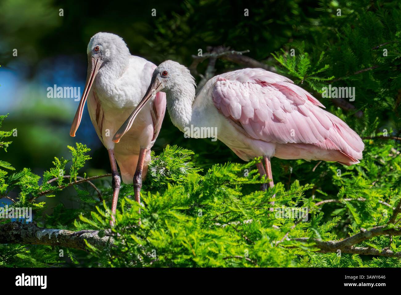 Weihnachten, Florida, USA. April 2025. Rosettenlöffel im Orlando Wetlands Park in Christmas, Florida, am 19. April 2025. (Kreditbild: © Ronen Tivony/ZUMA Press Wire) NUR REDAKTIONELLE VERWENDUNG! Nicht für kommerzielle ZWECKE! Stockfoto