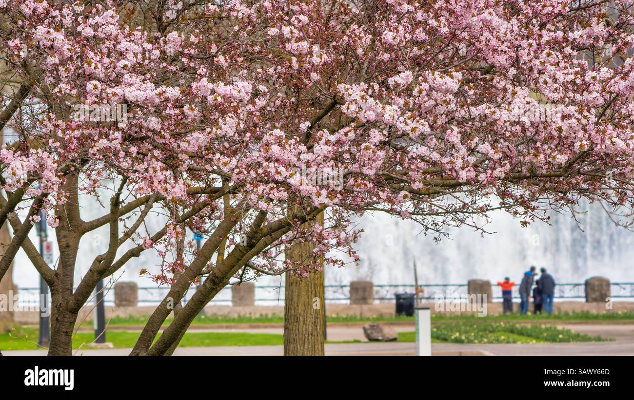 Touristen-Familie mit Kindern sehen Niagara American mit rosa Kirschblüten im Queen Victoria Park in Niagara Falls City, Kanada Stockfoto