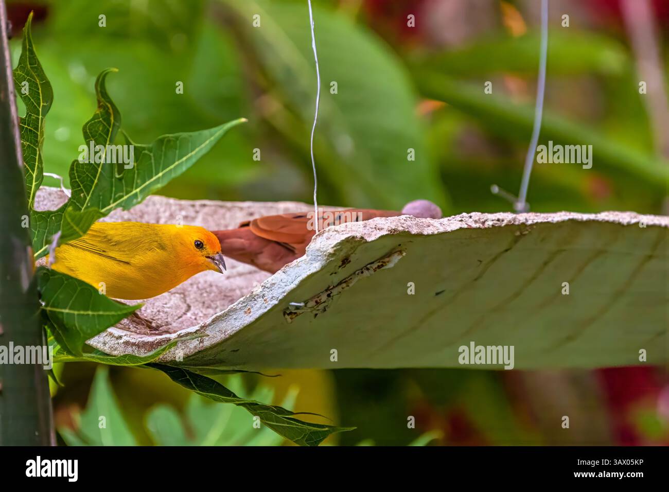 Safrangelb-finke und eine colombina-Taube im Hintergrund Stockfoto