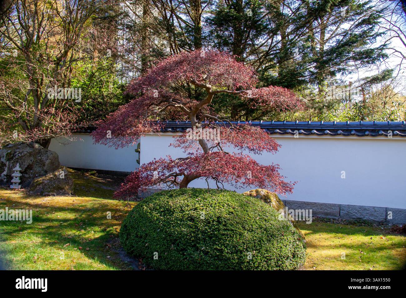 Japanischer Ahornbaum im traditionellen Zen-Garten mit skulpturalem Landschaftsdesign Stockfoto