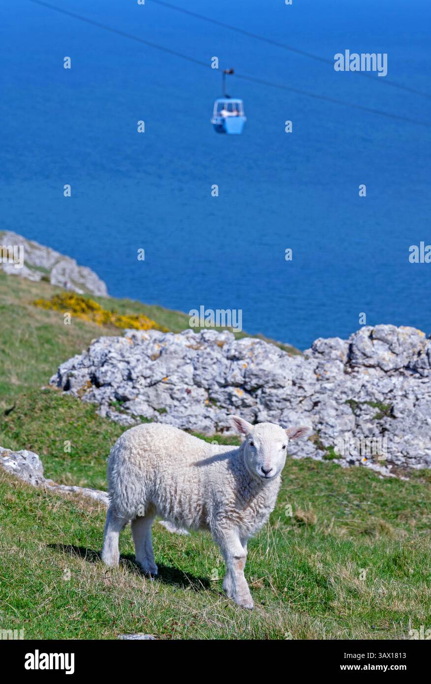 Walisisches Lamb genießt auf der Great Orme in Llandudno die schöne Frühlingssonne, während eine Seilbahn im Hintergrund vorbeifährt. April 2025. Stockfoto