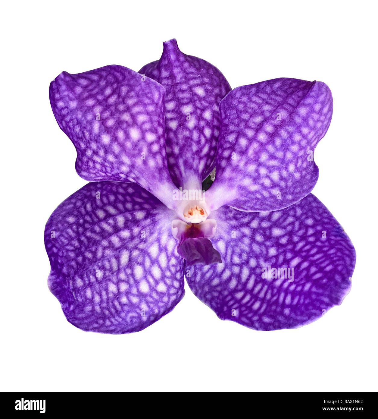 Violette Vanda Orchid Knospe isoliert auf weißem Hintergrund mit Beschneidungspfad. Blumendesign für Karten, Einladungen, Poster. Stockfoto