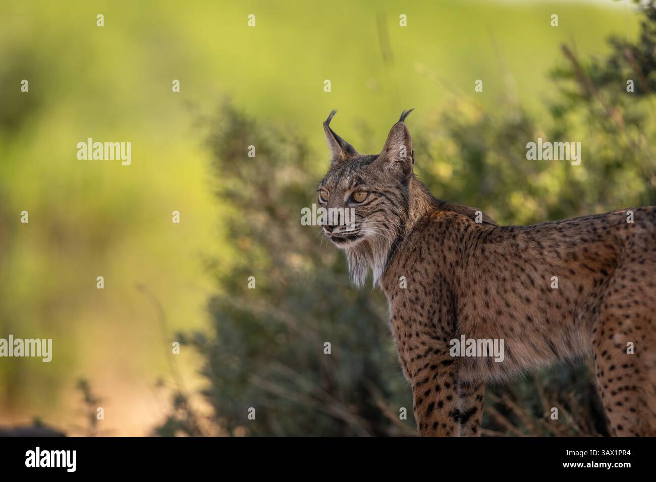 Ein iberischer Luchs ruht im Schatten, nachdem er versucht hat, ein Kaninchen ohne Glück zu jagen Stockfoto